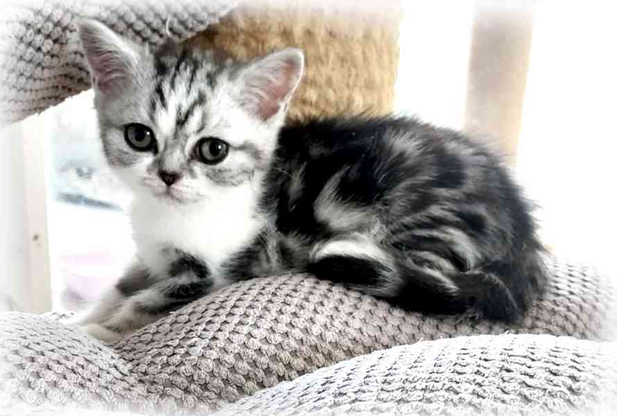 Britská stříbřitá koťátka "whiskas" s průkazem původu - foto 3