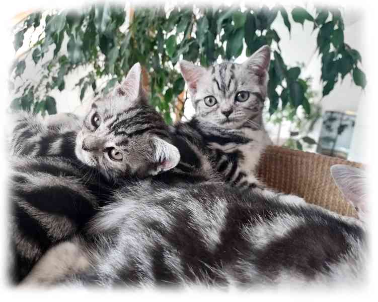Britská stříbřitá koťátka "whiskas" s průkazem původu - foto 5