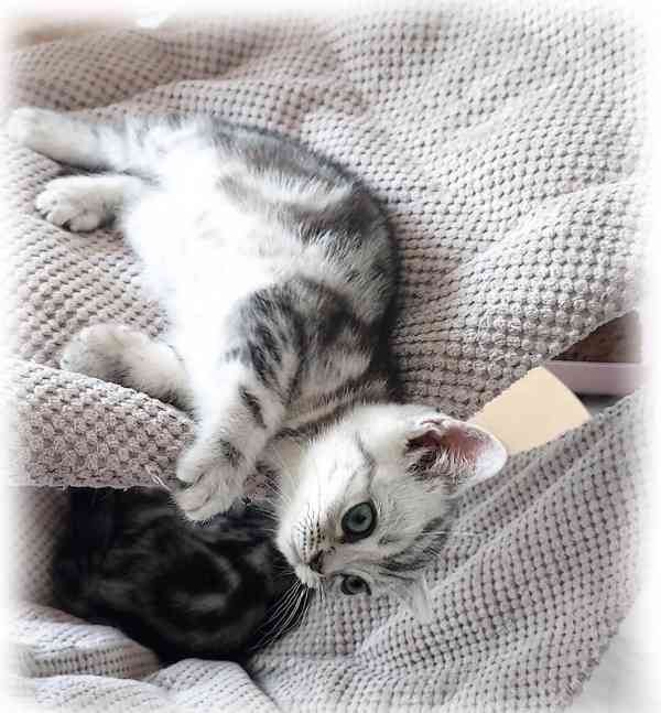 Britská stříbřitá koťátka "whiskas" s průkazem původu - foto 4