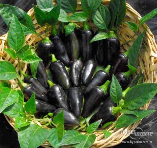 Chilli Black Hungarian - semena - foto 1