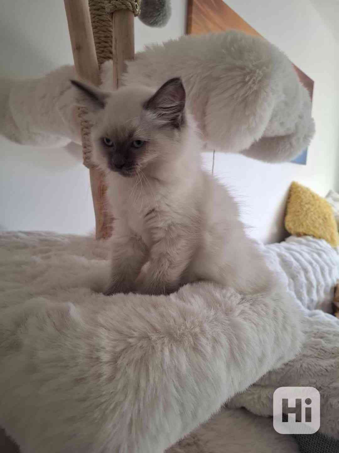 Ragdoll - foto 1