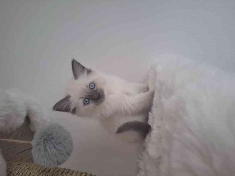 Ragdoll - foto 3
