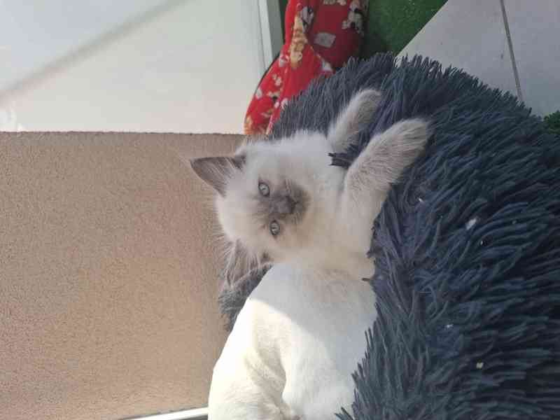 Ragdoll - foto 4