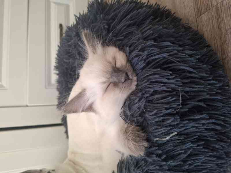 Ragdoll - foto 2