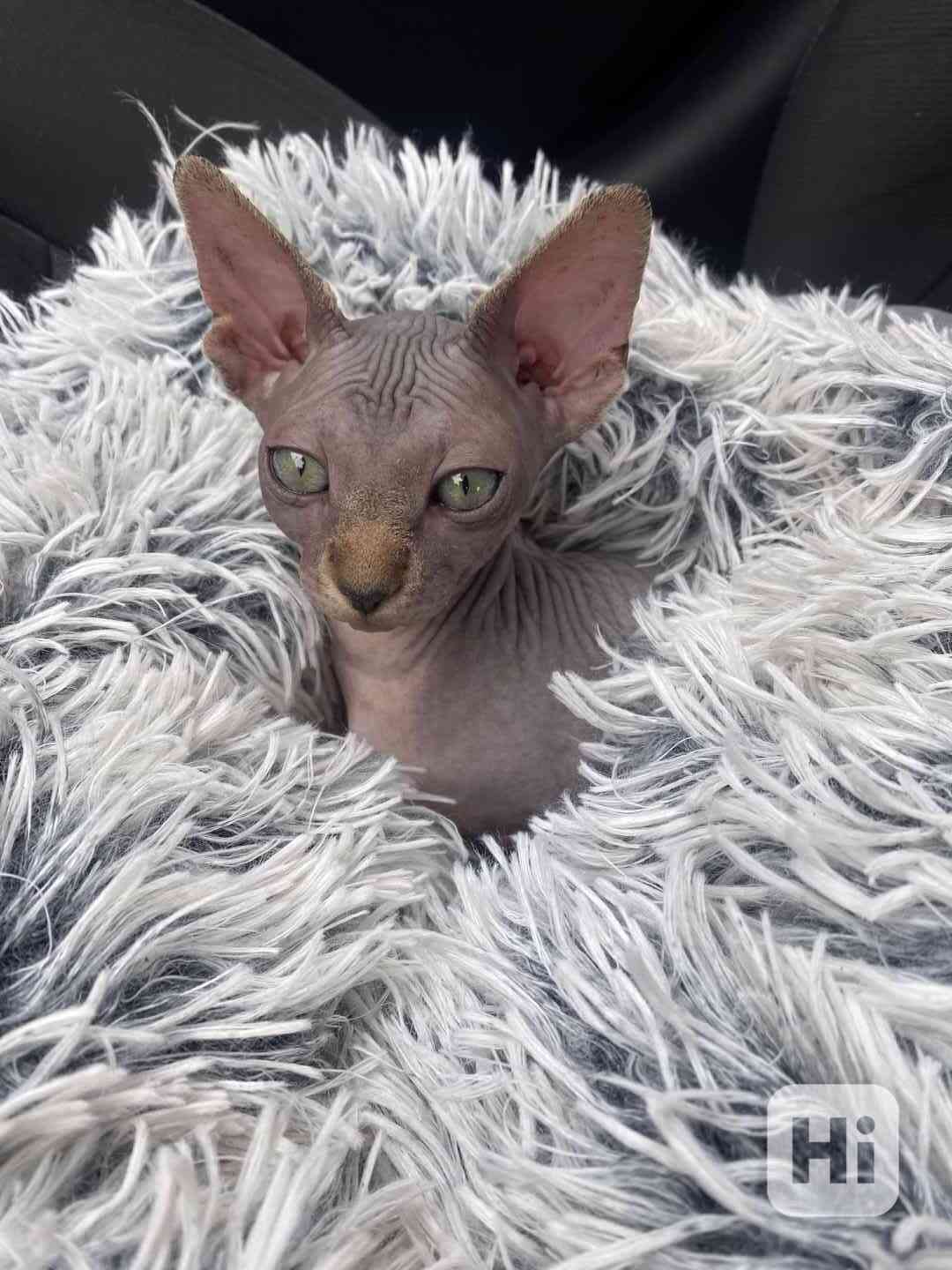  Kanadský Sphynx - foto 1