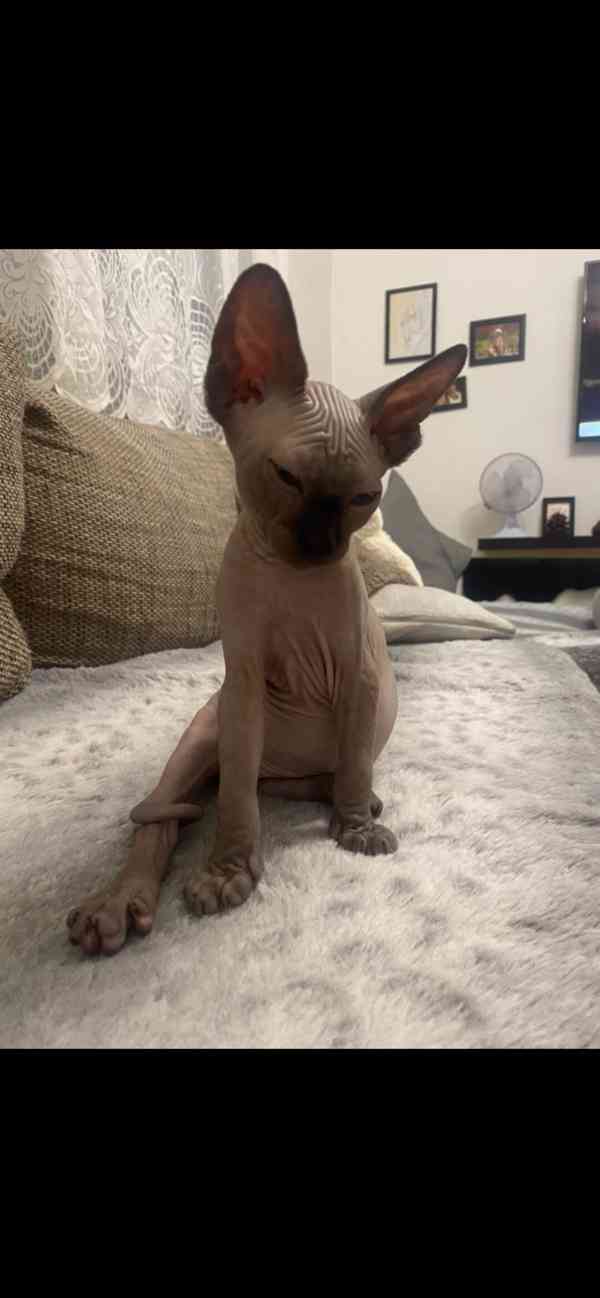  Kanadský Sphynx - foto 5