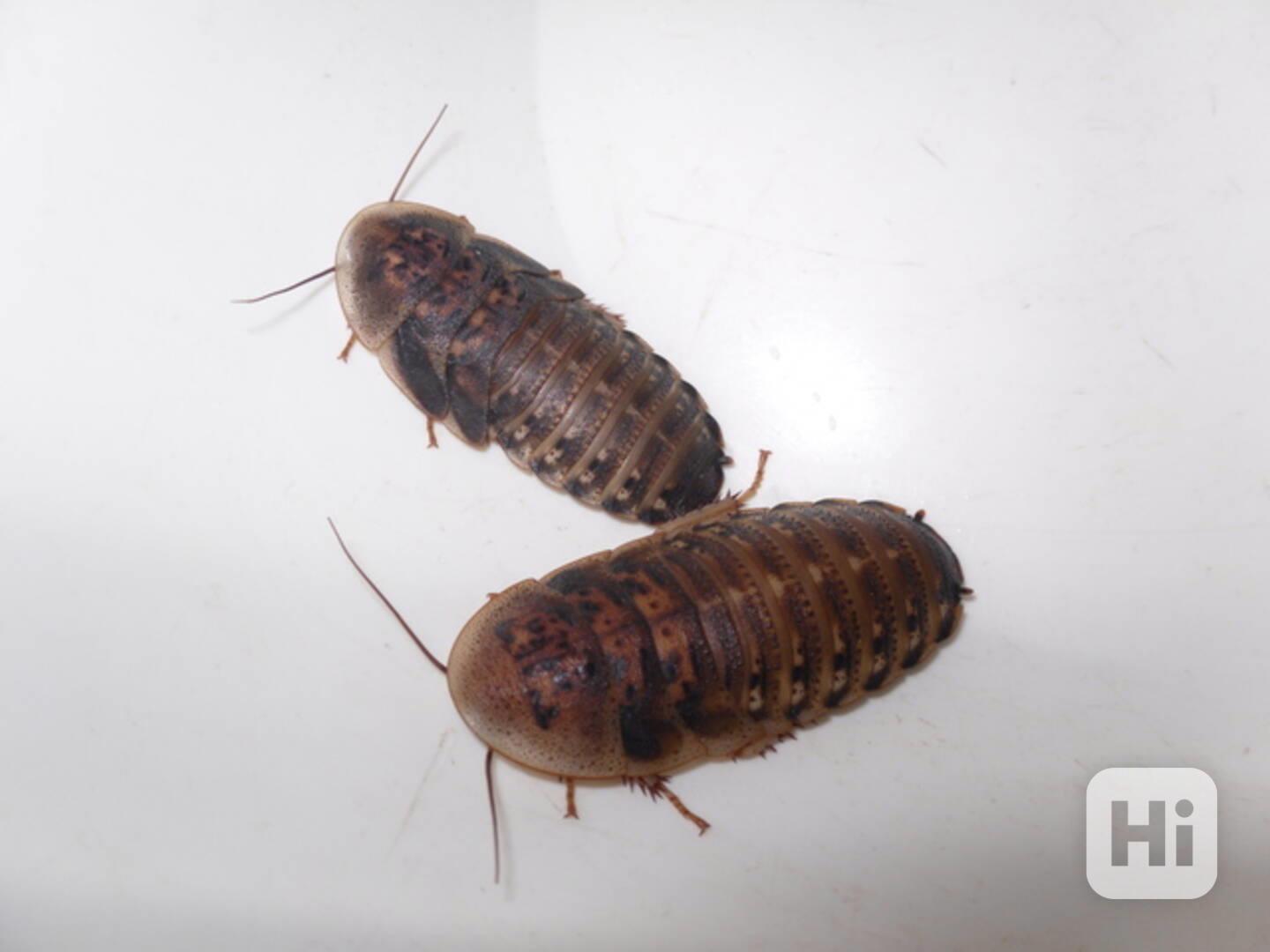 Švábi Blaptica dubia 3-4cm. Cena od 2 Kč - foto 1
