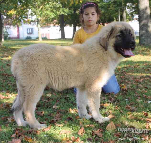 Kavkazský pastevecký pes - fenky s PP - foto 1
