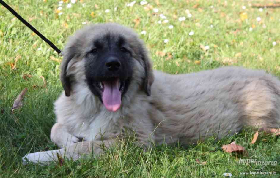 Kavkazský pastevecký pes - fenky s PP - foto 2
