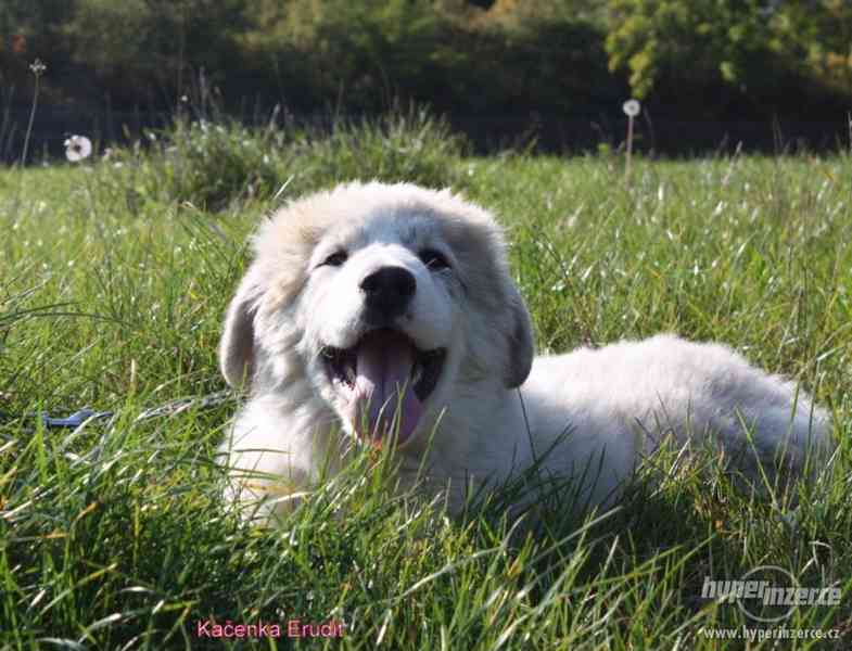 Kavkazský pastevecký pes - fenky s PP - foto 3