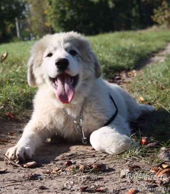 Kavkazský pastevecký pes - fenky s PP - foto 4