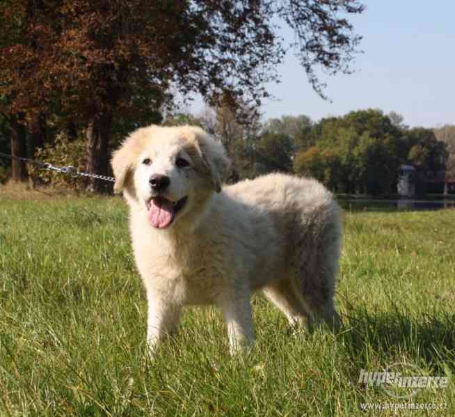 Kavkazský pastevecký pes - fenky s PP - foto 5