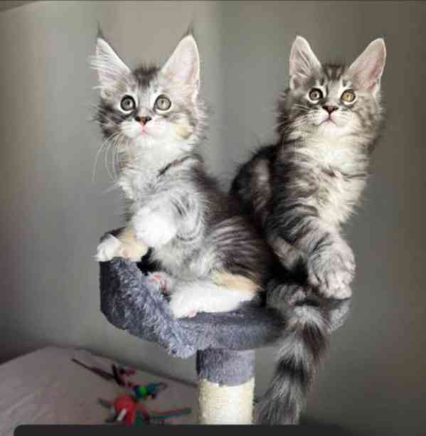 Přátelské koťata plemene Maine Coon k adopci. - foto 2