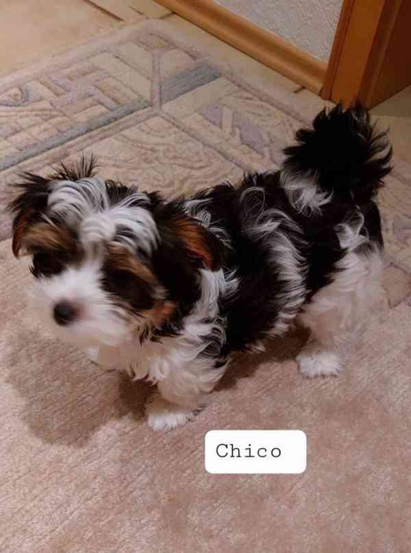 Prodám štěňata biewer Yorkshire terrier bez PP - foto 2