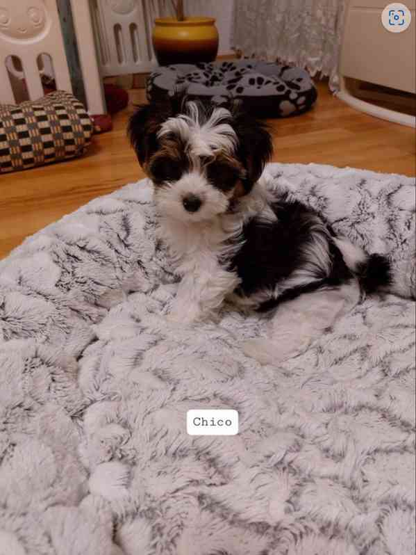 Prodám štěňata biewer Yorkshire terrier bez PP - foto 3