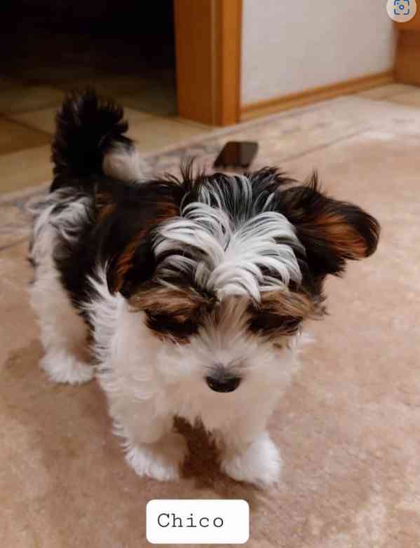 Prodám štěňata biewer Yorkshire terrier bez PP - foto 5