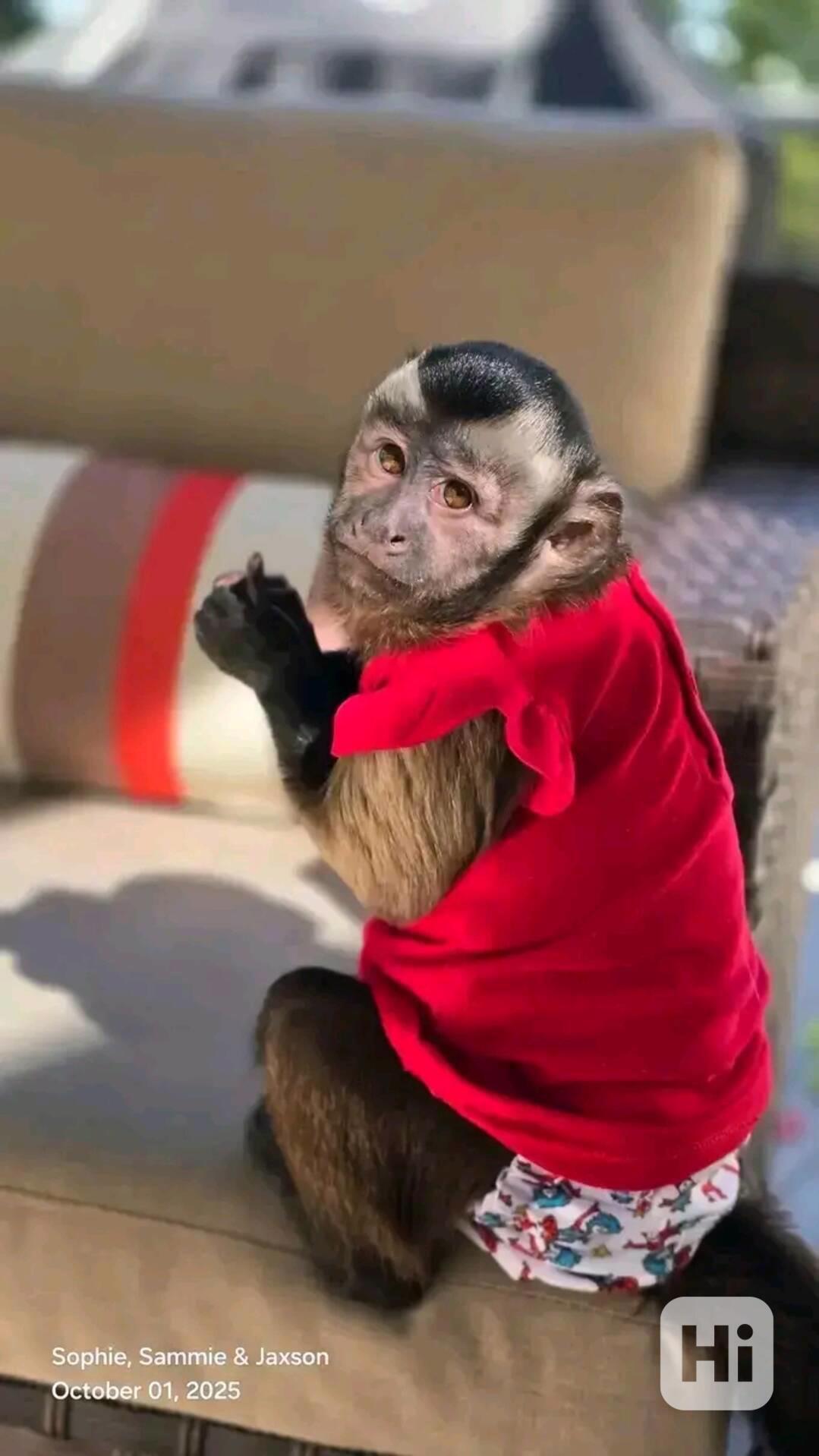   Mládě kapucína žravého na plody - foto 1