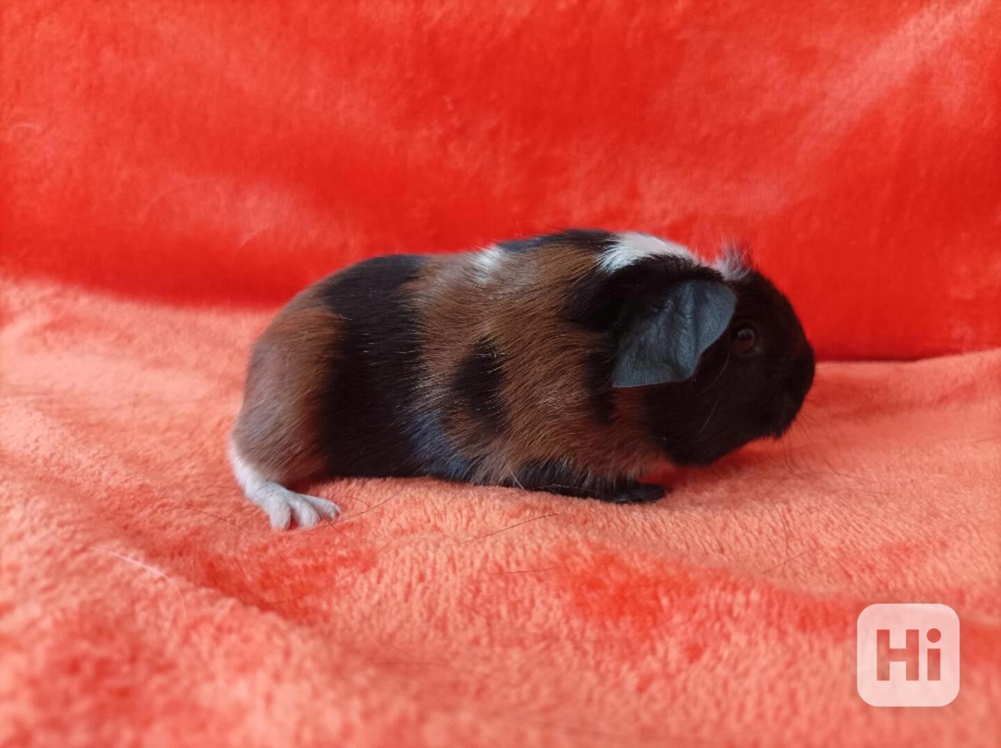 Prodej morčátek - foto 1