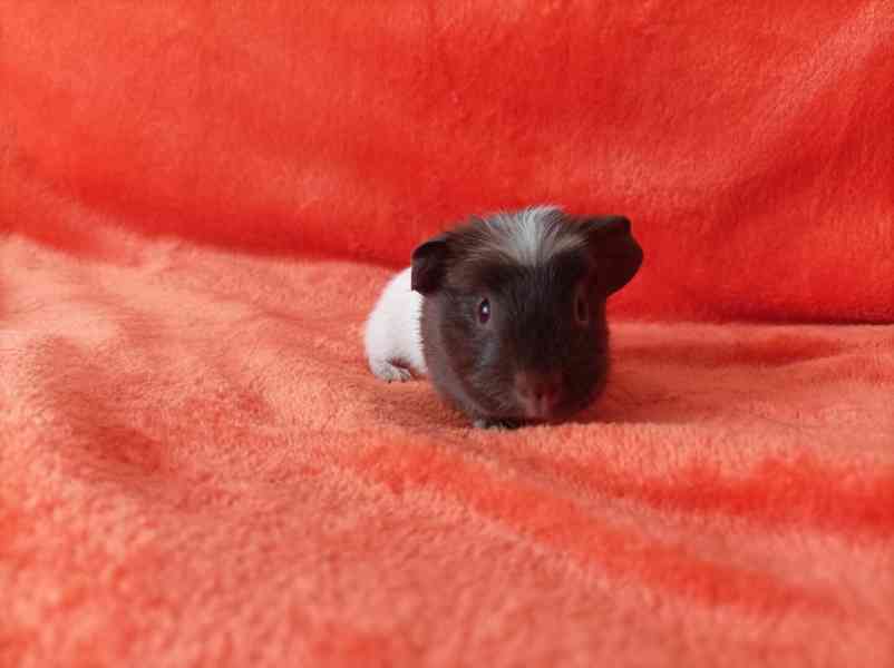 Prodej morčátek - foto 2