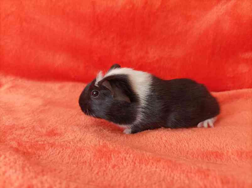 Prodej morčátek - foto 3