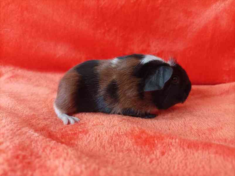 Prodej morčátek - foto 1