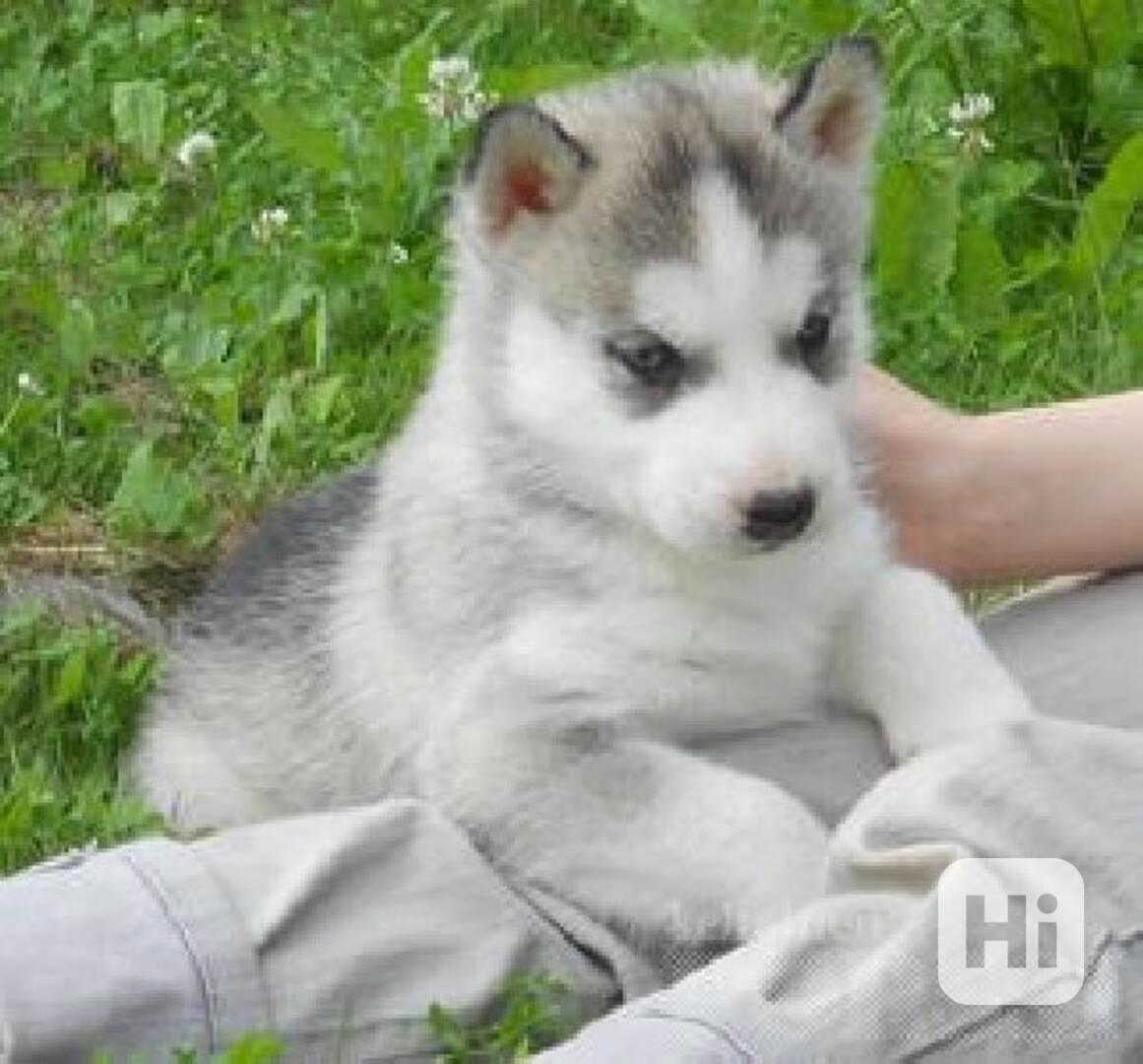 Prodám sibiřský bílý husky - foto 1