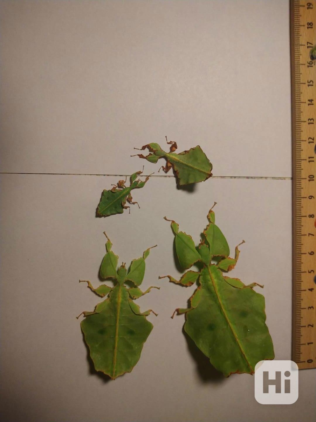 phyllium giganteum - foto 1