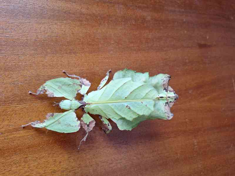 phyllium giganteum - foto 2