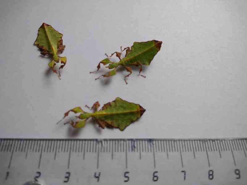 phyllium giganteum - foto 3