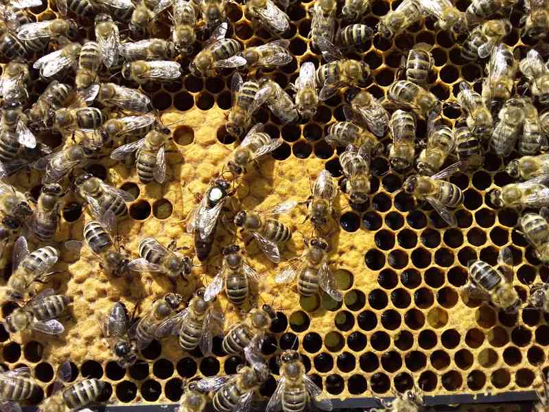 Oddělky včelstev 2022 LANGSTROTH - foto 1