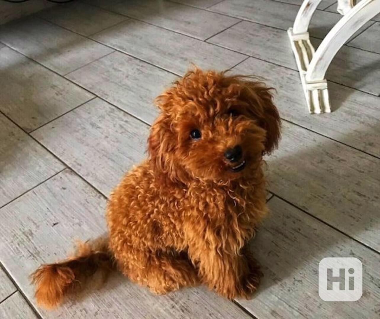 Štěňata toy pudla a miniaturního pudla - foto 1