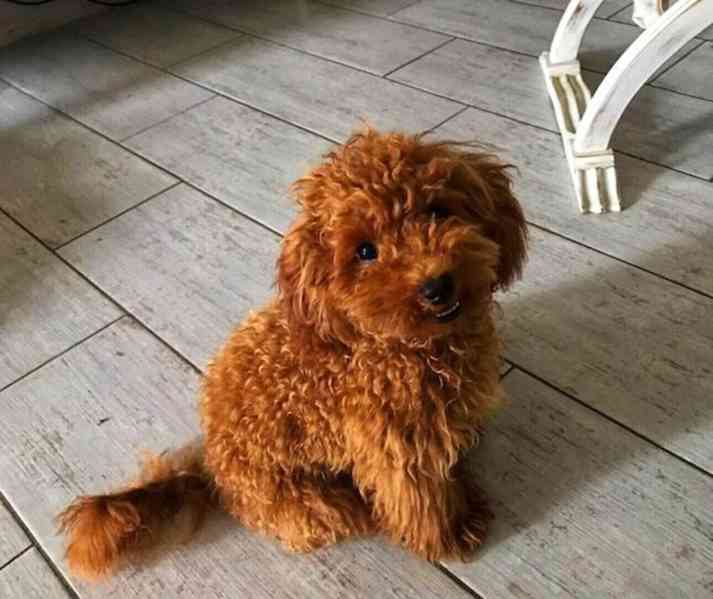 Štěňata toy pudla a miniaturního pudla