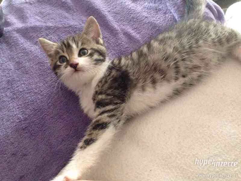 daruji kocourka do dobrých rukou!!! - foto 1