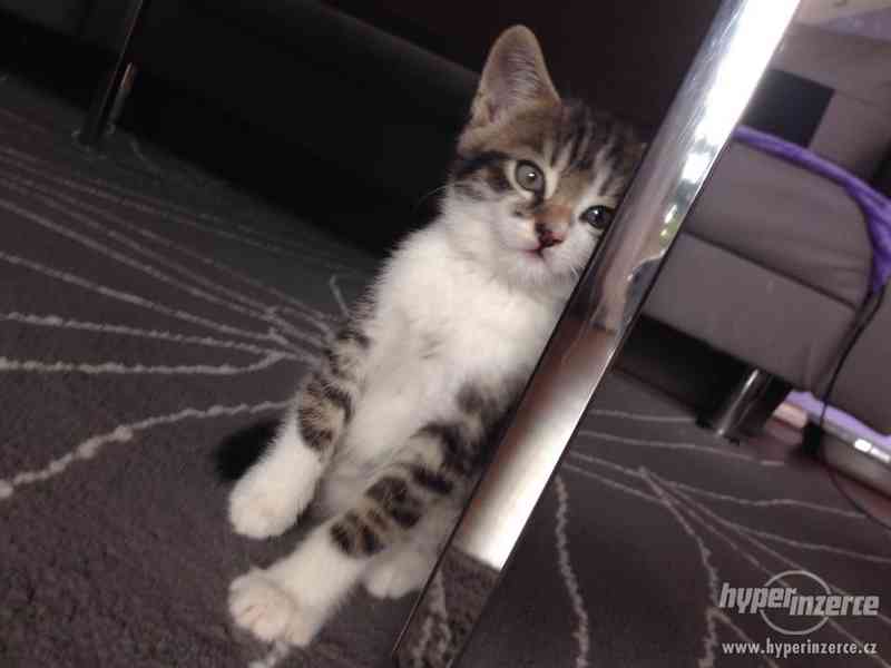 daruji kocourka do dobrých rukou!!! - foto 2