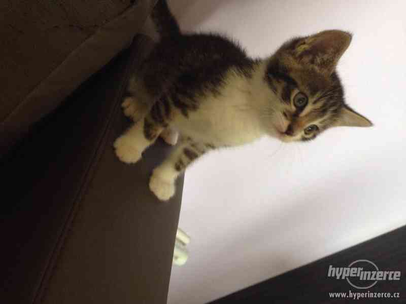 daruji kocourka do dobrých rukou!!! - foto 3
