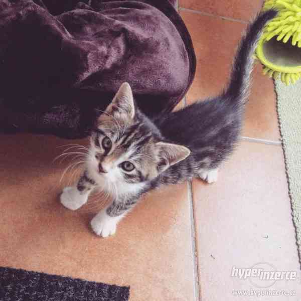 daruji kocourka do dobrých rukou!!! - foto 4