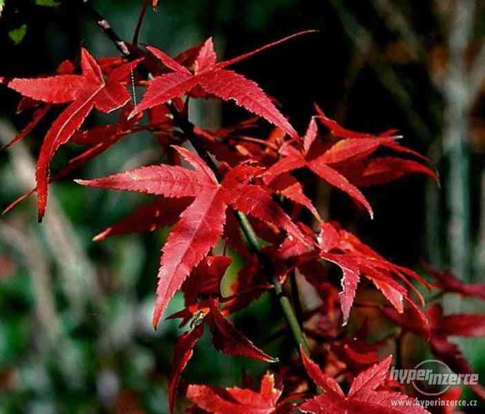 Javor červený japonský - semena 10 ks - foto 4