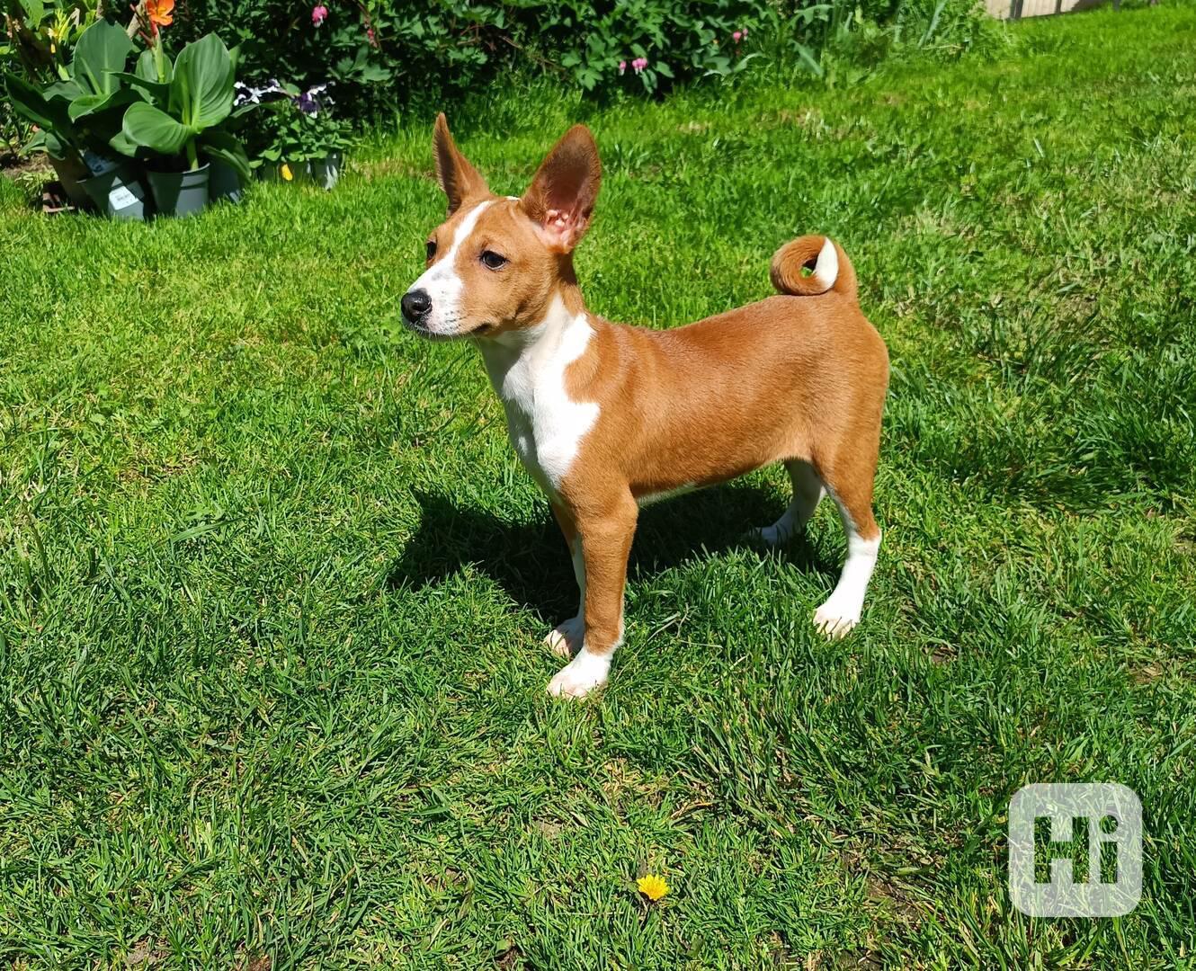 Basenji - prodám štěňata /fenečky/ bez pp - foto 1