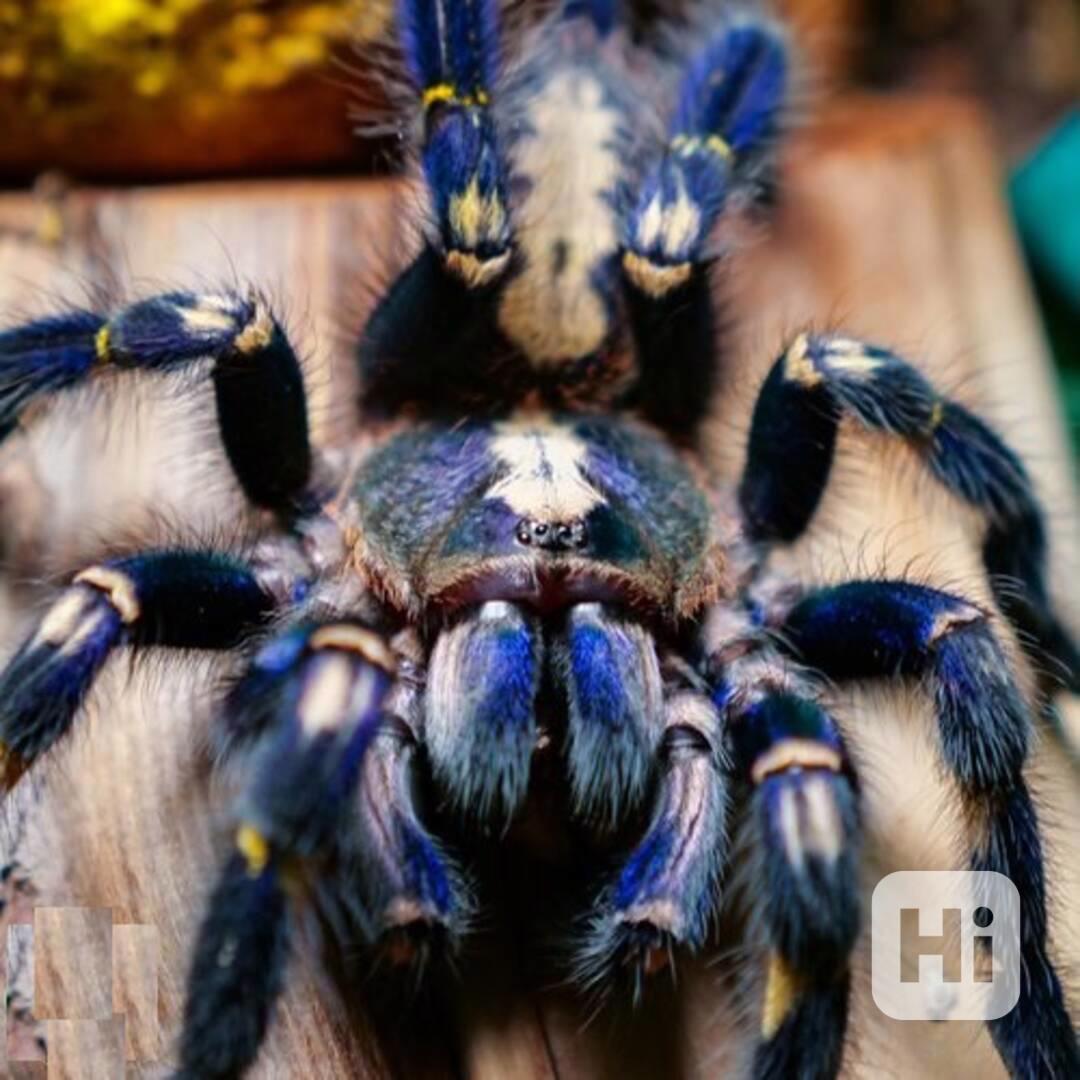 Poecilotheria Metallica - foto 1