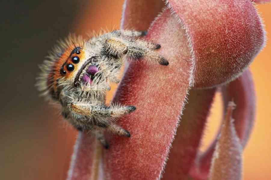 Phidipus regius Everglades, skákavka královská 