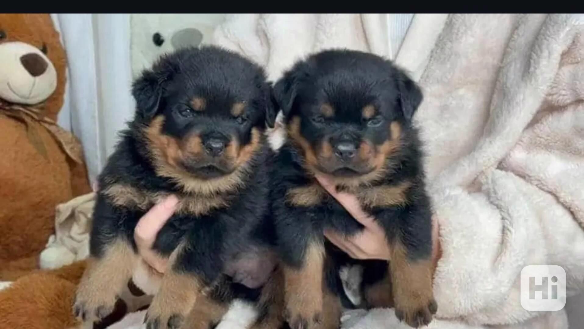 Rotvajleři k adopci zdarma - foto 1