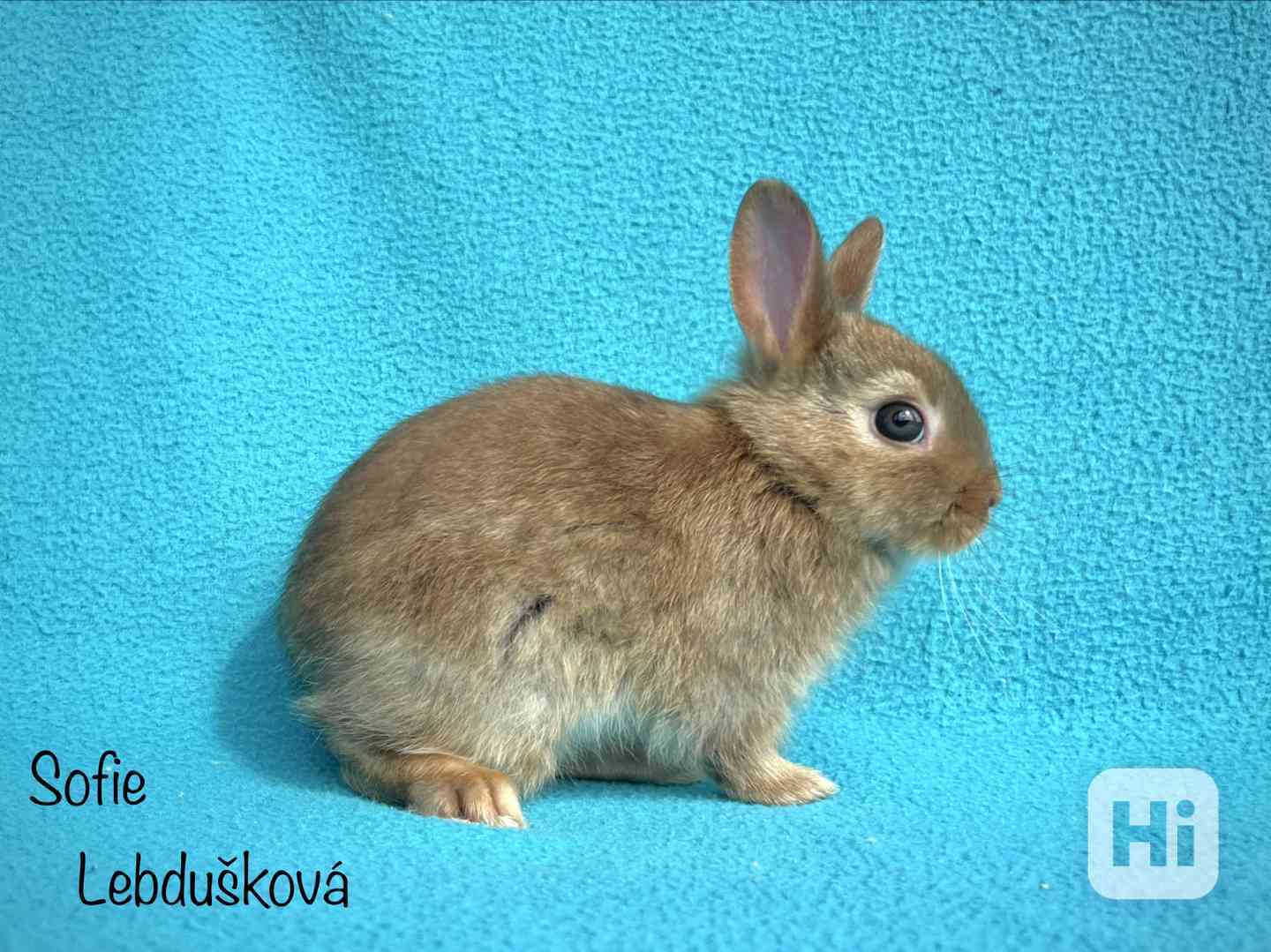 ZAKRSLÍ SATÉNOVÍ KRÁLÍČCI S PP/VP PRAHA - foto 1