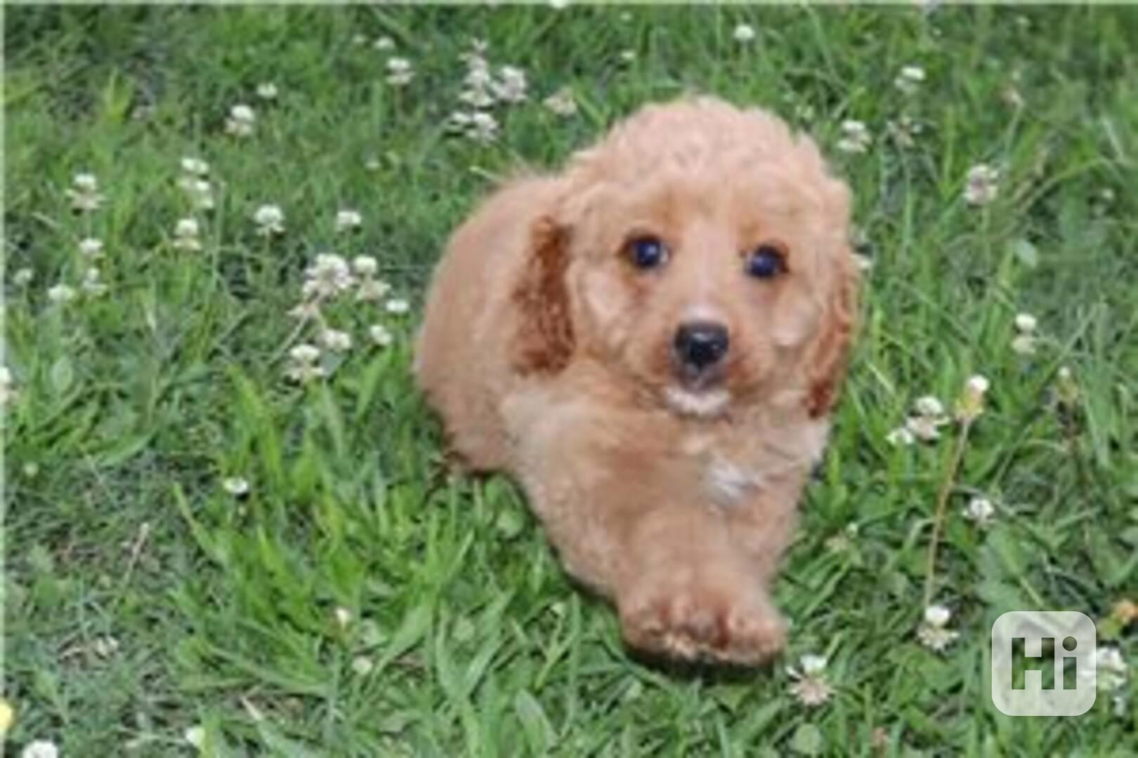 Registrovaná štěňata cavapoo Naše štěňata cavapoo hledají  - foto 1