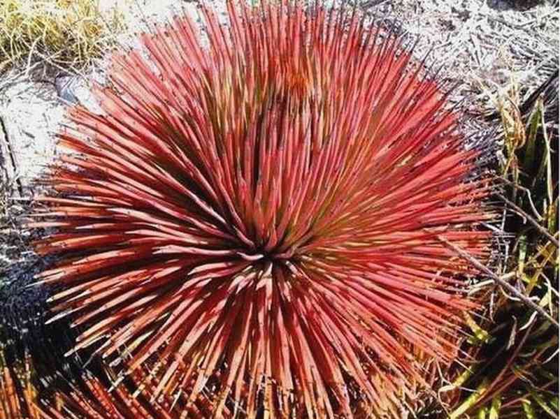 sazenice Agave stricta rubra