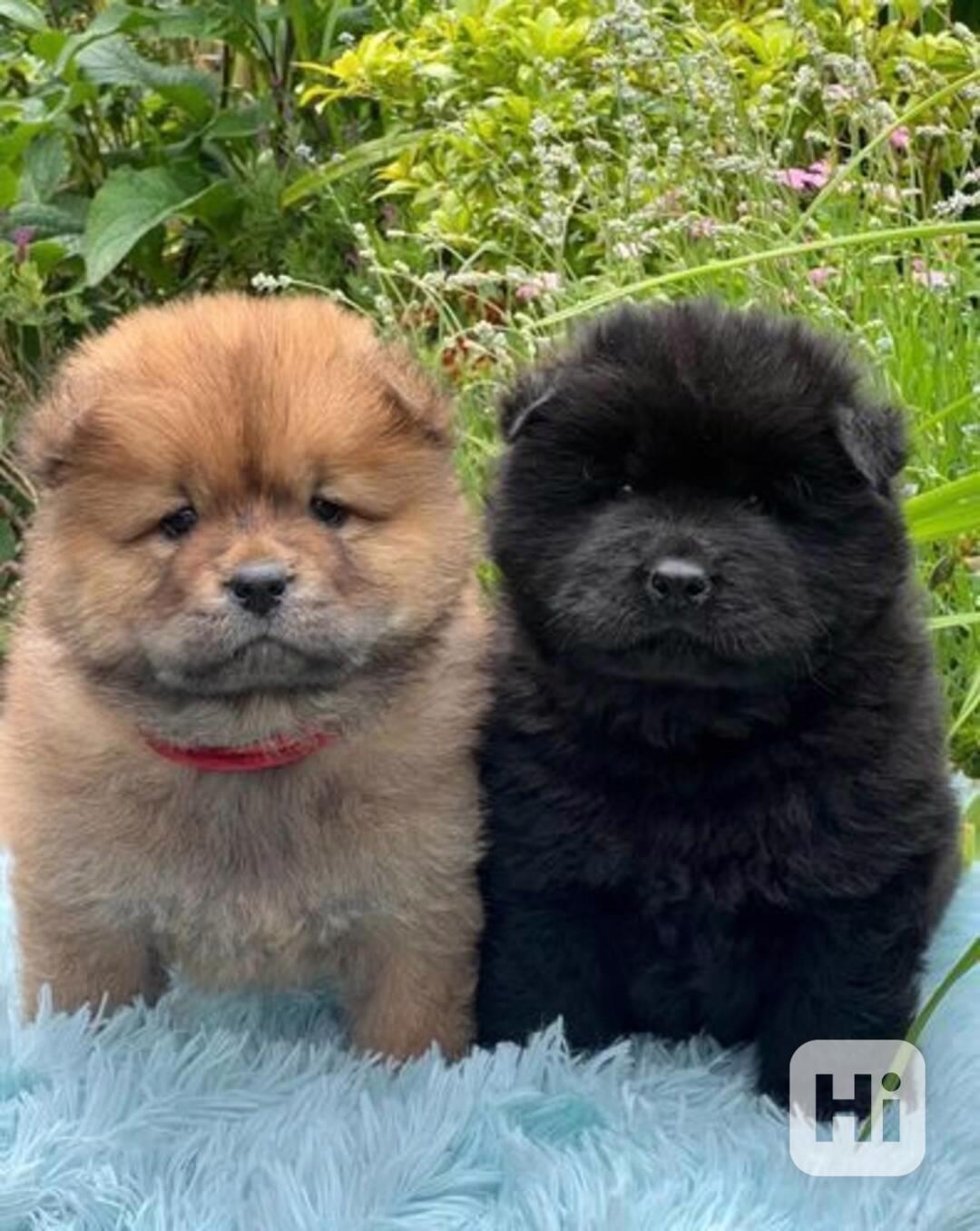 1 holčička levá kc reg chow chow štěňata na prodej - foto 1