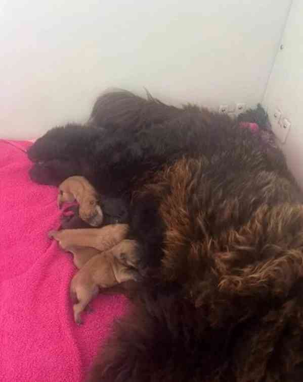 1 holčička levá kc reg chow chow štěňata na prodej - foto 4