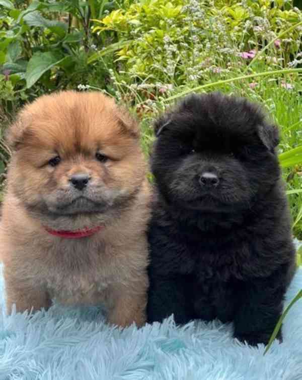 1 holčička levá kc reg chow chow štěňata na prodej - foto 1