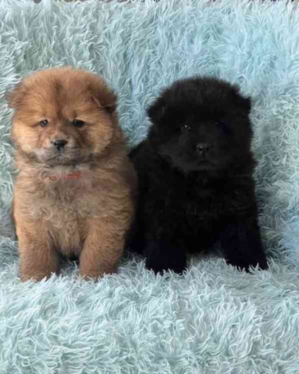 1 holčička levá kc reg chow chow štěňata na prodej - foto 2