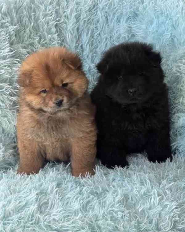 1 holčička levá kc reg chow chow štěňata na prodej - foto 3