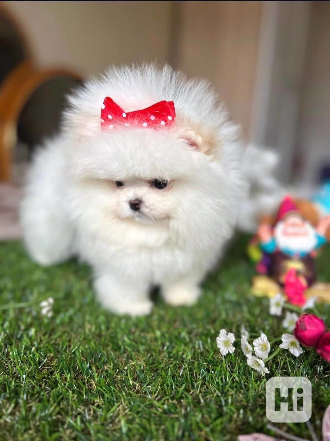 Štěňata pomeraniana k adopci. - foto 1